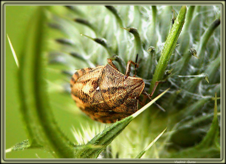 photo "The lover of sharp feelings" tags: nature, macro and close-up, insect