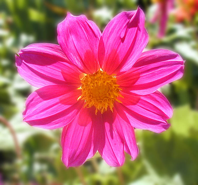 photo "Nature Geometry" tags: nature, flowers