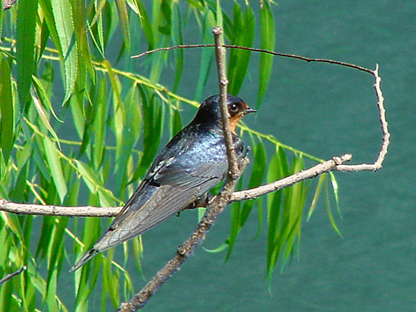 photo "Barnswallow" tags: nature, wild animals