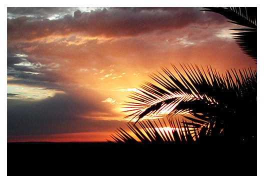 photo "palm-tree sunset" tags: landscape, clouds, sunset