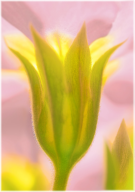 photo "Primula" tags: nature, flowers