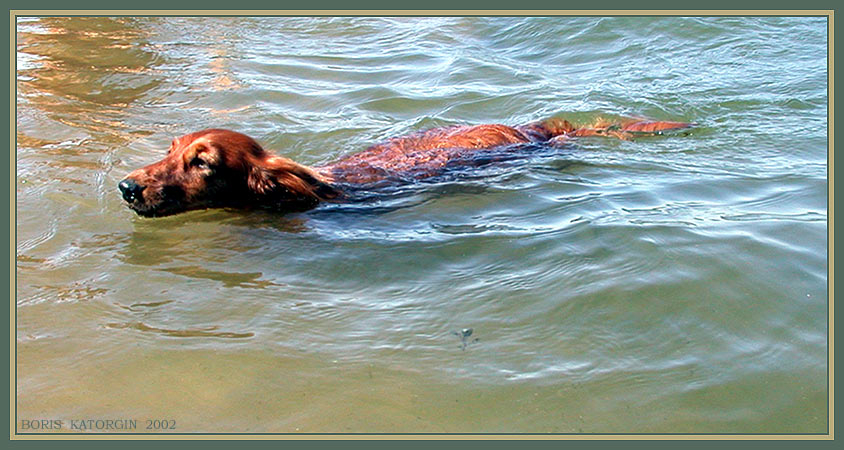 фото "Мне море по колено . . ." метки: природа, домашние животные