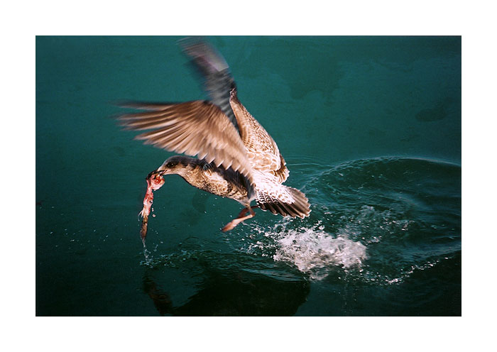 photo "Hunter of the Sea" tags: nature, wild animals