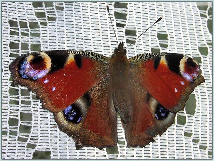 photo "The butterfly " the peacock eye "" tags: nature, macro and close-up, insect