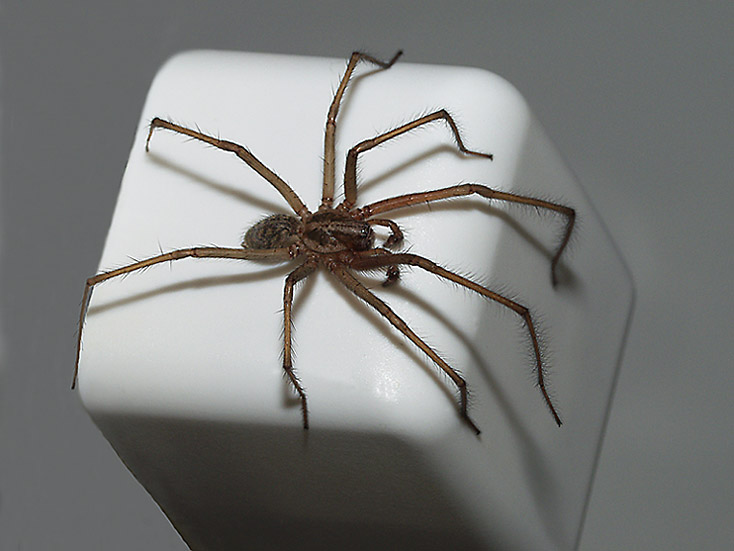 photo "still life with a spider" tags: still life, macro and close-up, 
