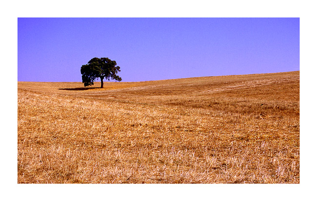 photo "Alentejo - Portugal" tags: landscape, summer