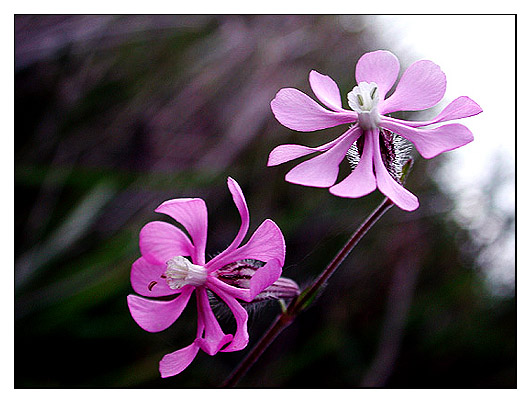 photo "gift from the nature" tags: nature, macro and close-up, flowers