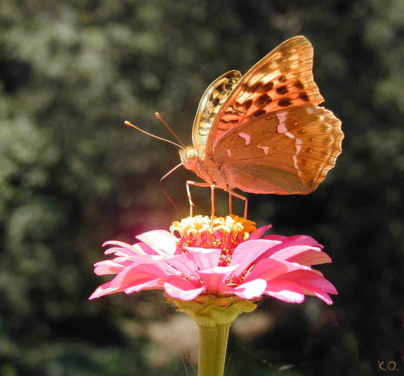 фото "Butterfly Again!" метки: макро и крупный план, природа, насекомое