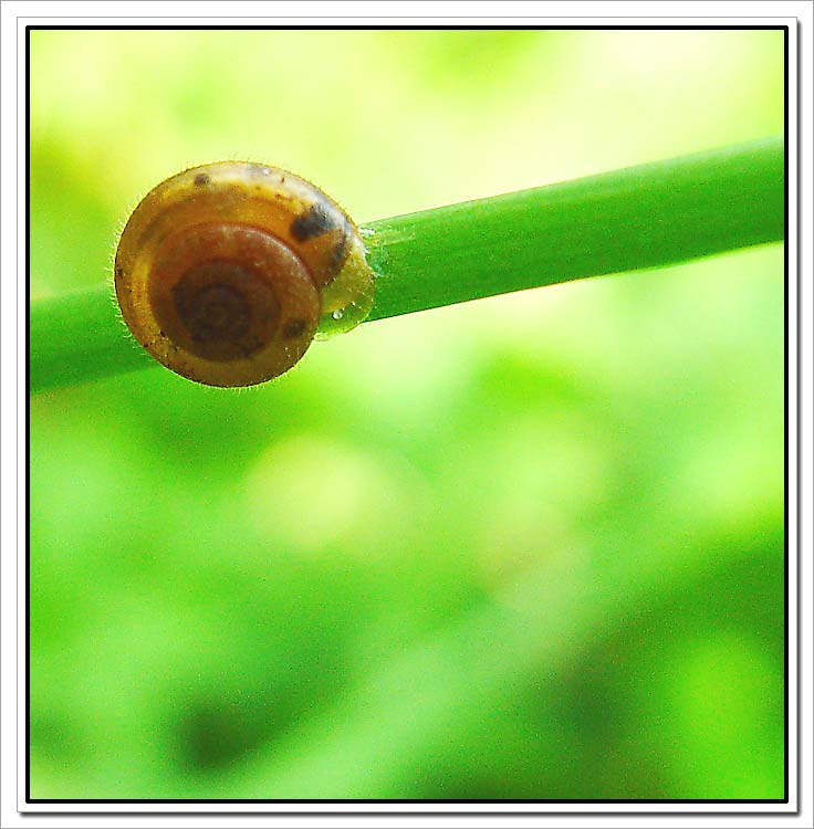 photo "Small snail" tags: nature, macro and close-up, wild animals