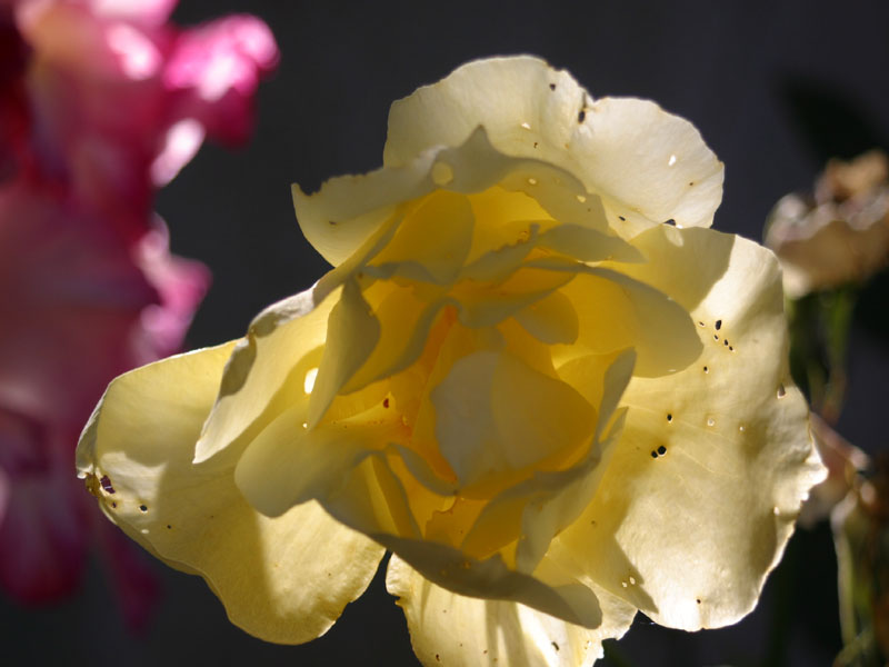 фото "Little holes on a yellow rose" метки: макро и крупный план, природа, цветы