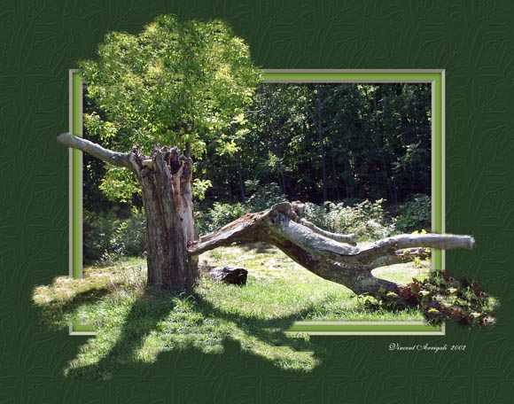 photo "Dead Tree" tags: landscape, travel, North America, forest