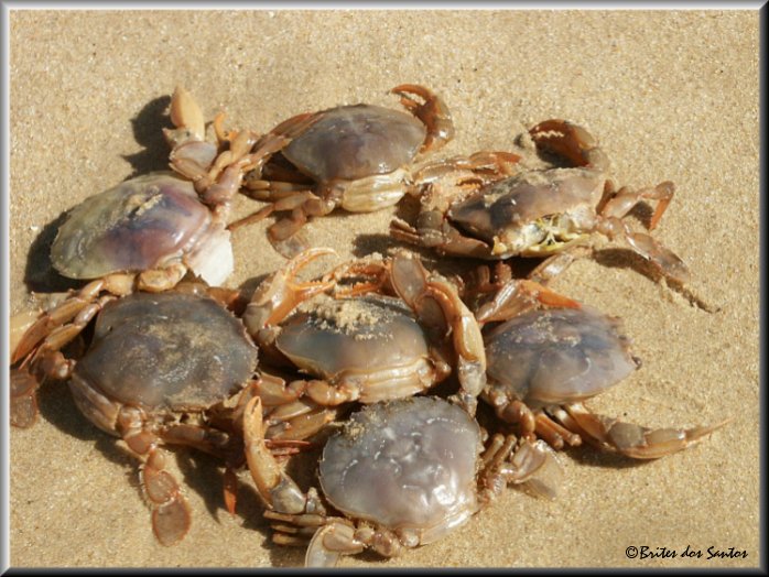 фото "Crabs meeting" метки: разное, 