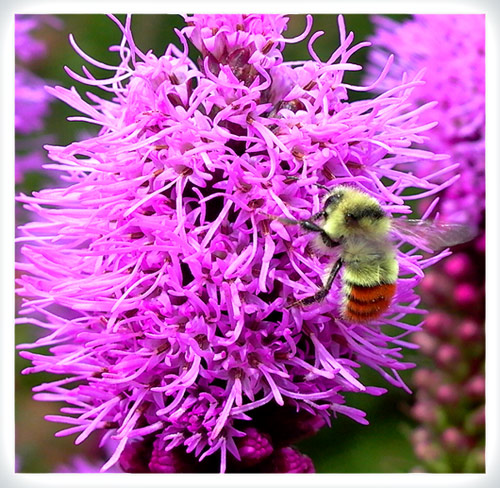 photo "Harvest" tags: nature, flowers, insect