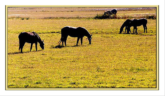 photo "Quietude" tags: nature, travel, Europe, pets/farm animals