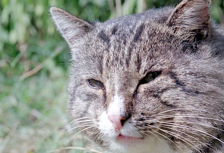 photo "Candid cat closeup N2" tags: nature, portrait, pets/farm animals