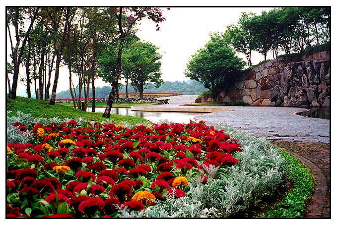 фото "Flowery Path" метки: природа, цветы