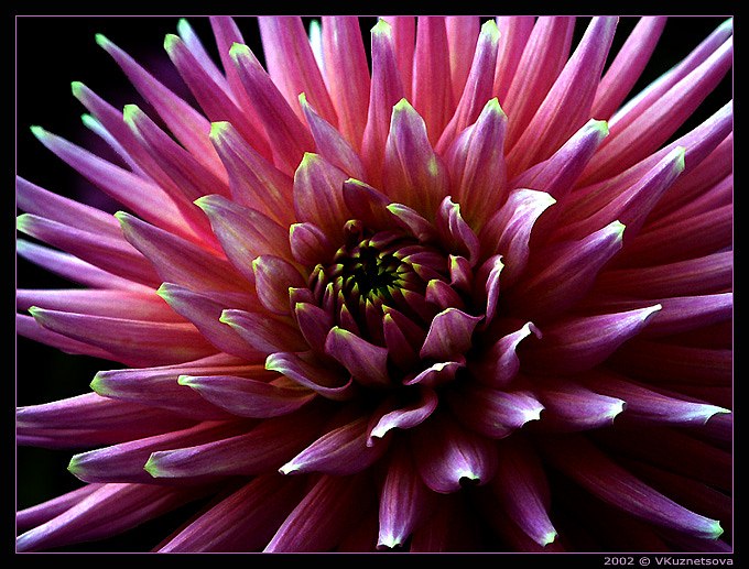 photo "Firework" tags: macro and close-up, nature, flowers