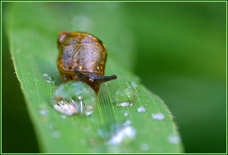 photo "Diamond roads" tags: nature, macro and close-up, insect