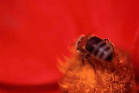 фото "Bizz" метки: макро и крупный план, природа, насекомое