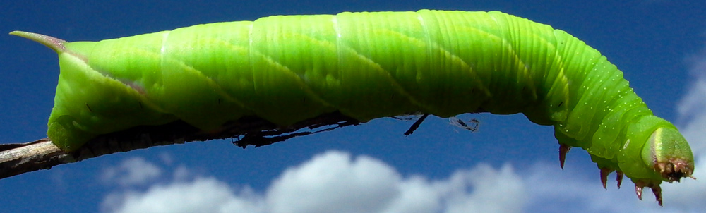 photo "Goliath" tags: nature, macro and close-up, insect