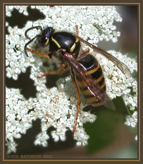 photo "Wasp" tags: nature, macro and close-up, insect