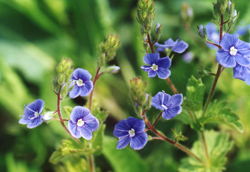 photo "Veronika" tags: macro and close-up, nature, flowers