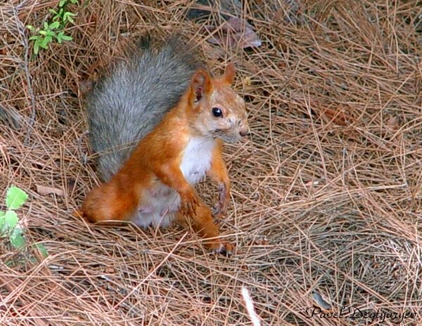 photo "Sciurus ERECTUS (Erect Squirrel)" tags: nature, humor, wild animals