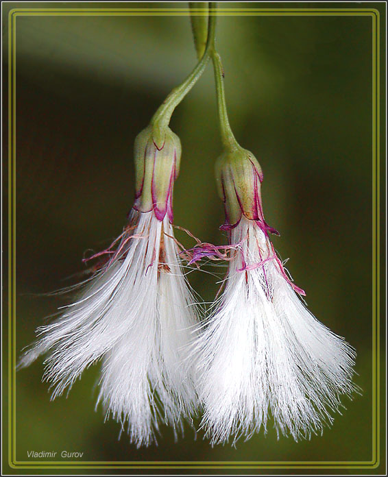 photo "Newsmonger-girls" tags: nature, macro and close-up, flowers