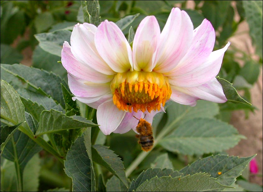 photo "Untitled photo" tags: nature, macro and close-up, insect