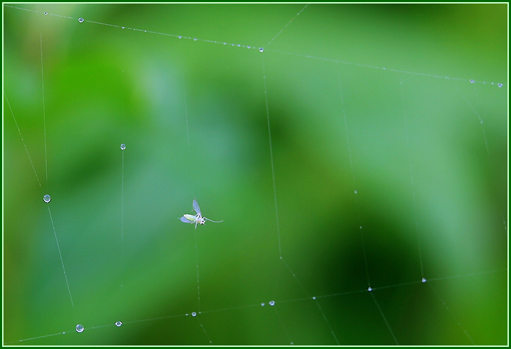 photo "Weight of life" tags: macro and close-up, 