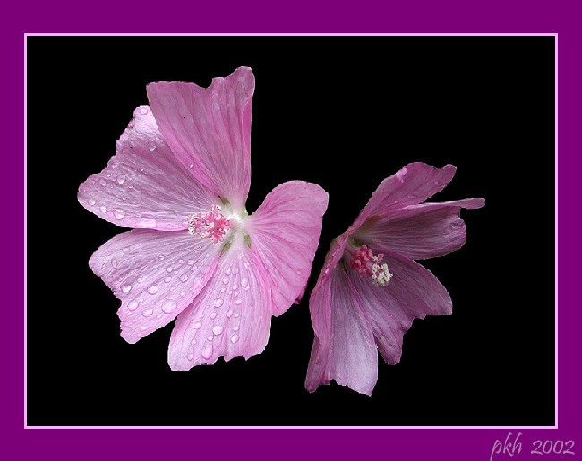 photo "Pink Flower" tags: still life, 