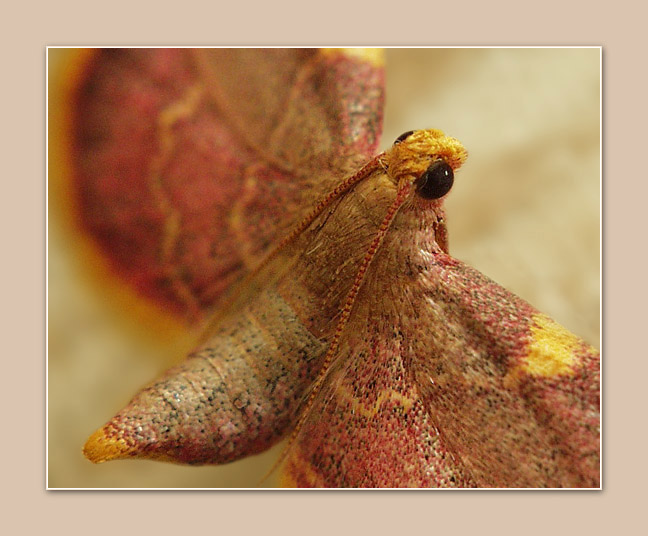 photo "The red butterfly - 1" tags: macro and close-up, nature, insect