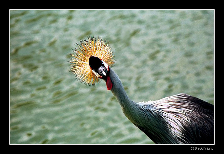 photo "What ???" tags: nature, humor, wild animals