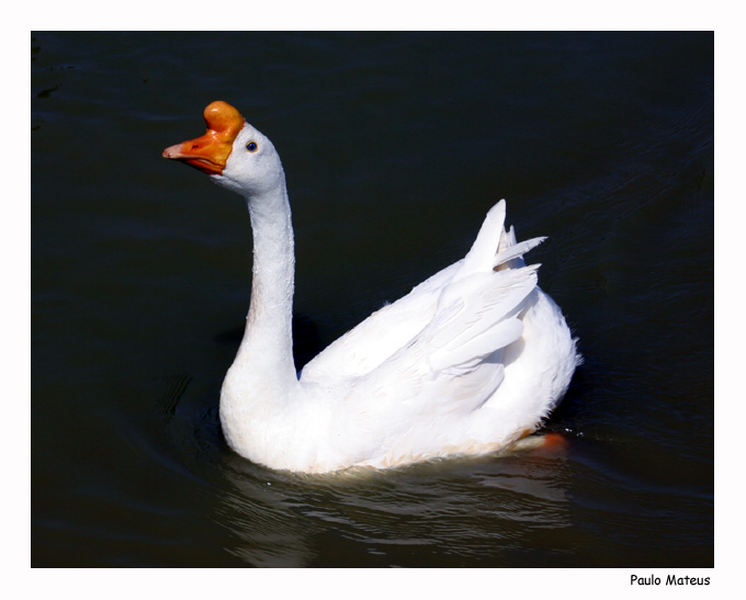 фото "Quac! Quac!" метки: природа, дикие животные