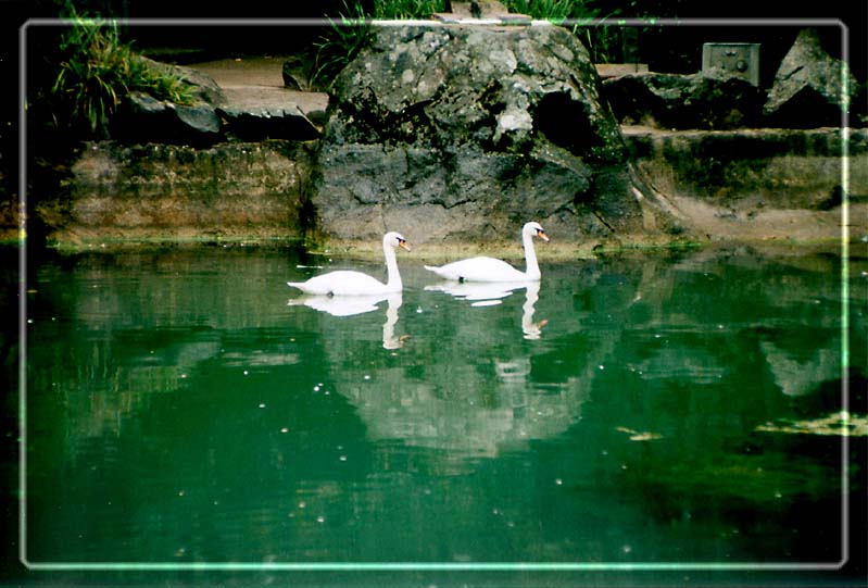 photo "2 Swans" tags: landscape, travel, Europe