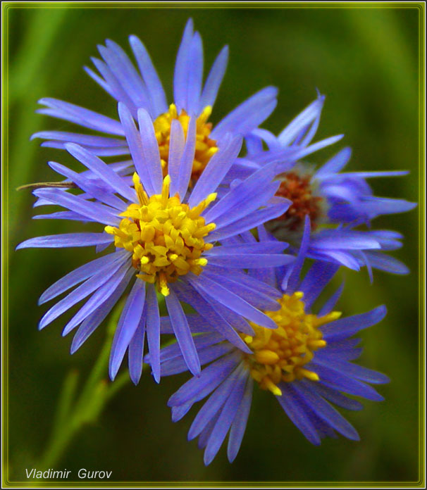 photo "Marsh`s Cinderellas" tags: nature, macro and close-up, flowers