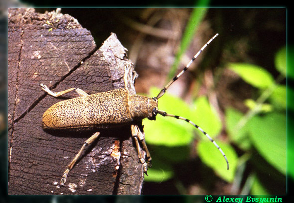 photo "Moustached" tags: macro and close-up, nature, insect