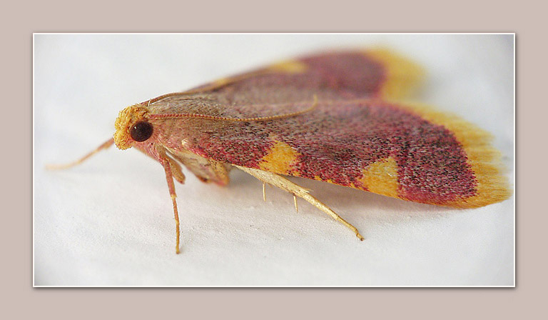 photo "The red butterfly - 2" tags: macro and close-up, nature, insect