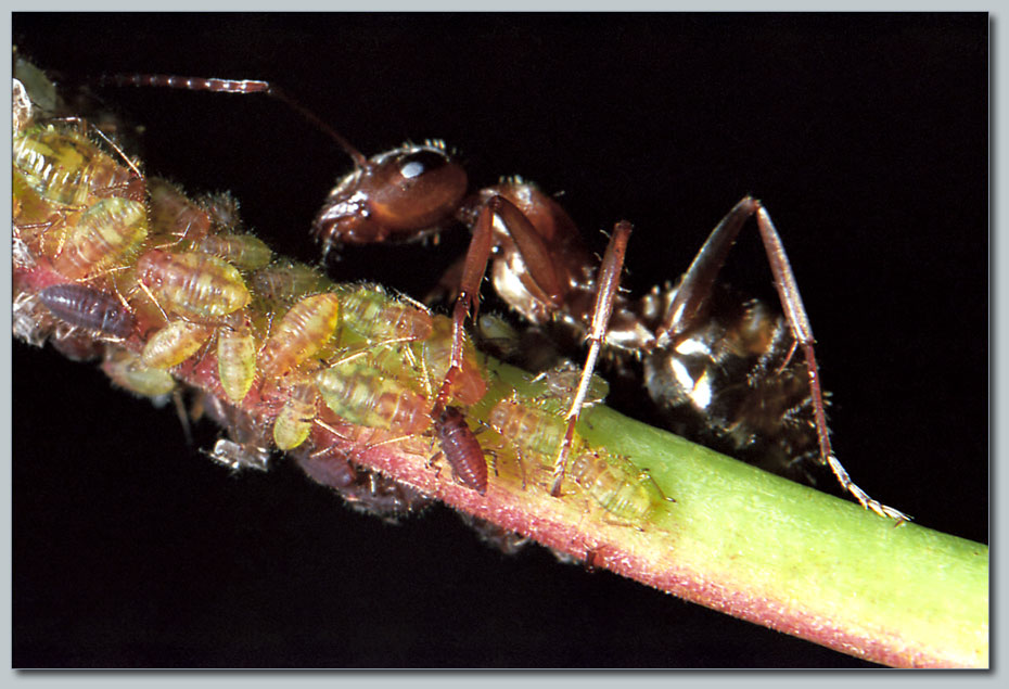 photo "The shepherd" tags: macro and close-up, nature, insect