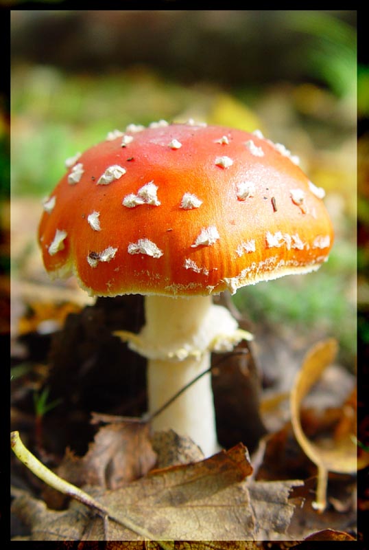 photo "toadstool" tags: nature, macro and close-up, 