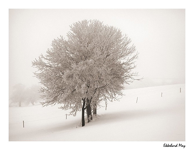 photo "foggy winter morning" tags: landscape, winter
