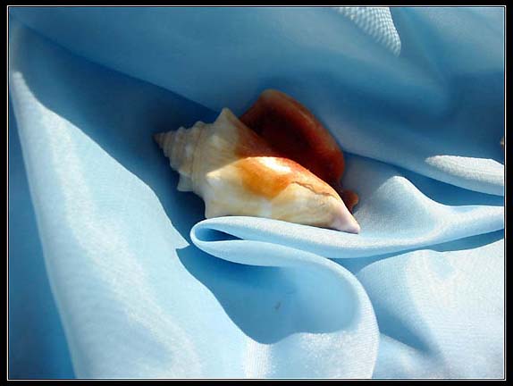 photo "Longing For The Ocean" tags: still life, macro and close-up, 