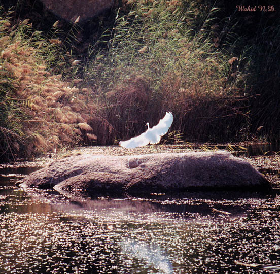 photo "Nature" tags: landscape, water