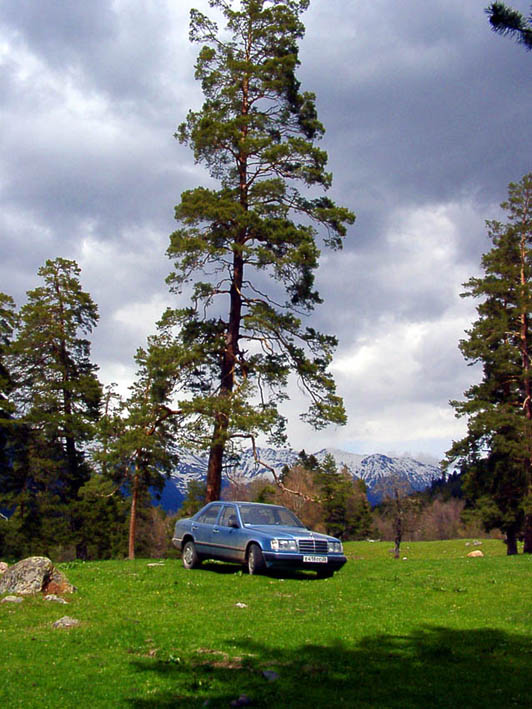 photo ""Bastard" under a pine" tags: landscape, forest, mountains