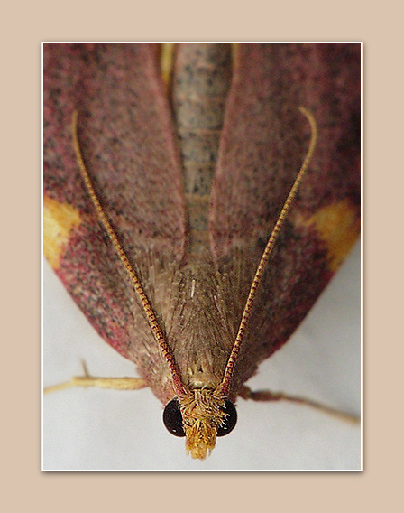фото "Красная бабочка - 3" метки: макро и крупный план, природа, насекомое