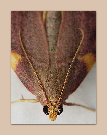 photo "The red butterfly - 3" tags: macro and close-up, nature, insect