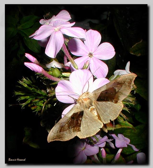photo "Midnight Rendezvous" tags: nature, flowers, insect