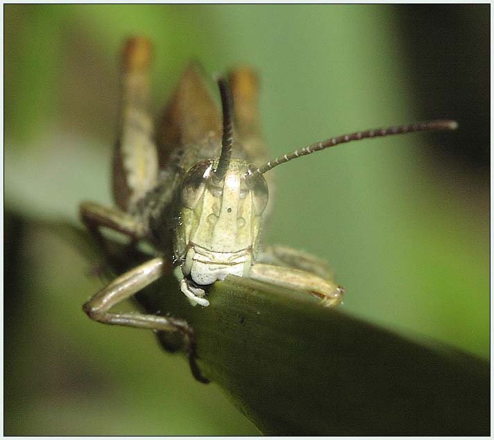 photo "On what I sit, I eat!" tags: nature, macro and close-up, insect