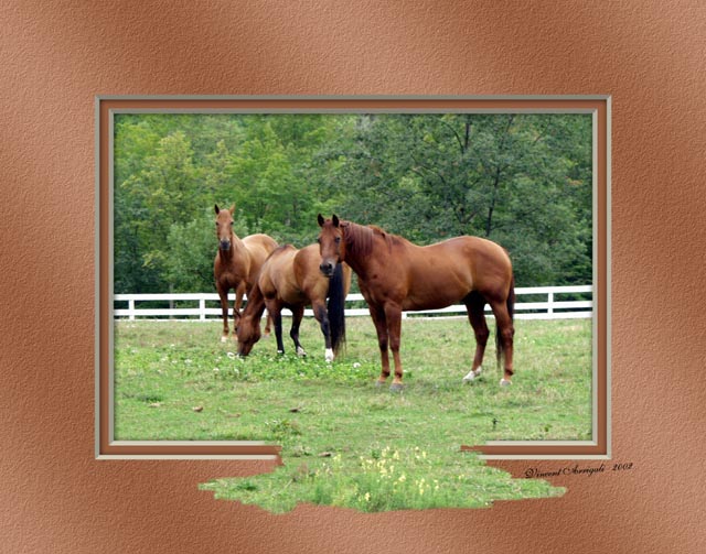 photo "Jacks Field" tags: landscape, nature, pets/farm animals, summer