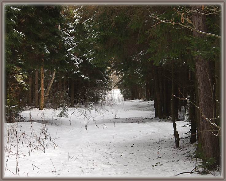 photo "Footpath without the purpose." tags: nature, landscape, forest